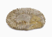 STONE FOSSIL FROM CAPTAIN PICARD'S READY ROOM  