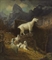 Rocky Mountain Goats  